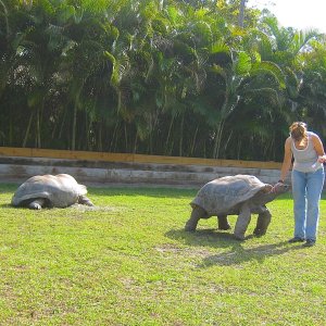 ALDABRA BREEDER