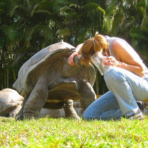 ALDABRA BREEDER