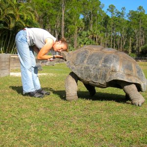 ALDABRA BREEDER