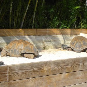 ALDABRA BREEDER