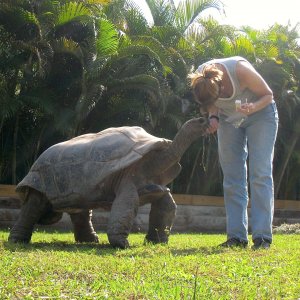 ALDABRA BREEDER