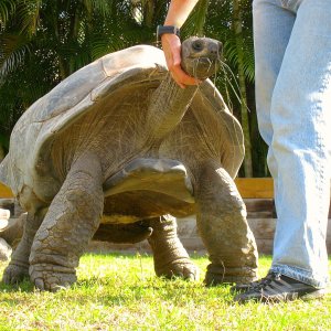 ALDABRA BREEDER