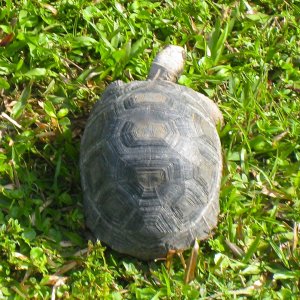 ALDABRA BREEDER