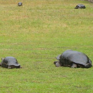 ALDABRA BREEDER