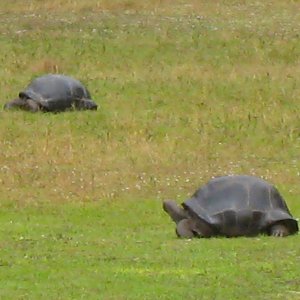 ALDABRA BREEDER