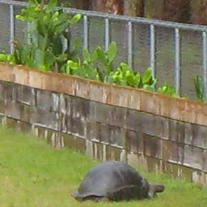 ALDABRA BREEDER