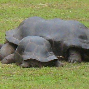 ALDABRA BREEDER