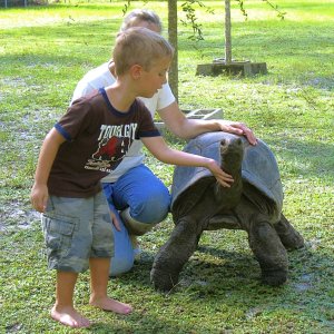 ALDABRA BREEDER