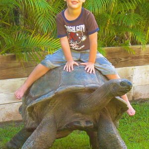 ALDABRA BREEDER