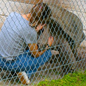 ALDABRA BREEDER
