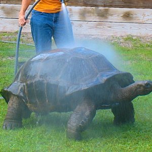 ALDABRA BREEDER