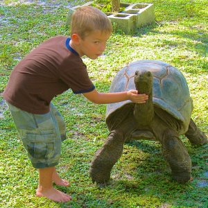 ALDABRA BREEDER