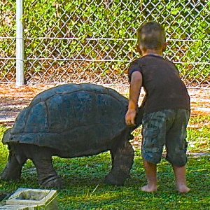 ALDABRA BREEDER