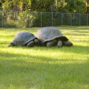 ALDABRA BREEDER