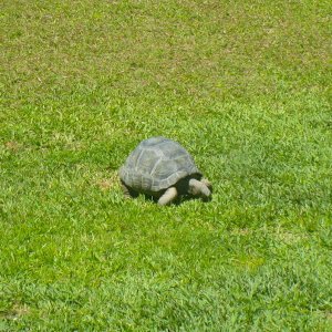 ALDABRA BREEDER