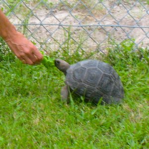 ALDABRA BREEDER
