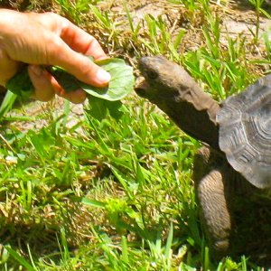 ALDABRA BREEDER