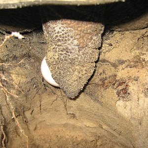 ALDABRA BREEDER