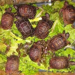 ALDABRA BREEDER