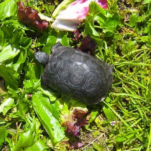 ALDABRA BREEDER