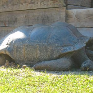 ALDABRA BREEDER