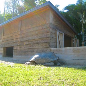 ALDABRA BREEDER