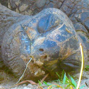 ALDABRA BREEDER