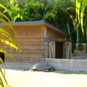 ALDABRA BREEDER