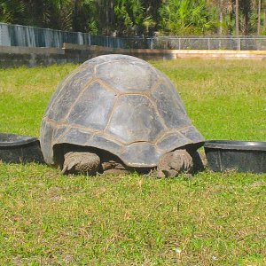 ALDABRA BREEDER