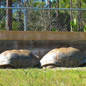 ALDABRA BREEDER