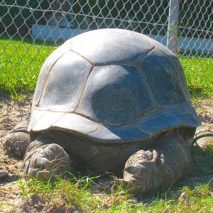 ALDABRA BREEDER