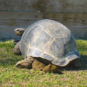 ALDABRA BREEDER