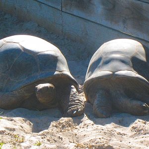 ALDABRA BREEDER
