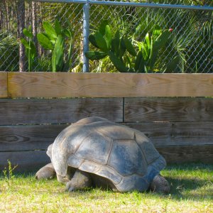 ALDABRA BREEDER