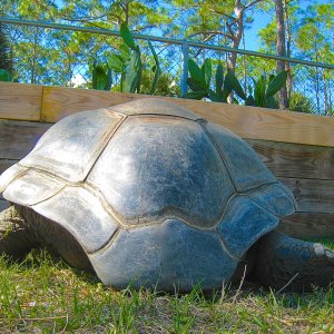 ALDABRA BREEDER