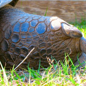 ALDABRA BREEDER
