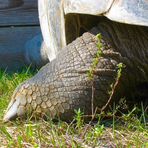 ALDABRA BREEDER