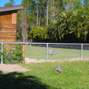 ALDABRA BREEDER