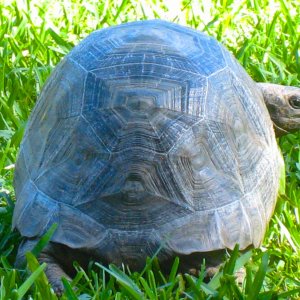 ALDABRA BREEDER