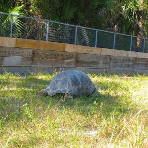 ALDABRA BREEDER
