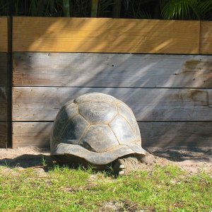 ALDABRA BREEDER
