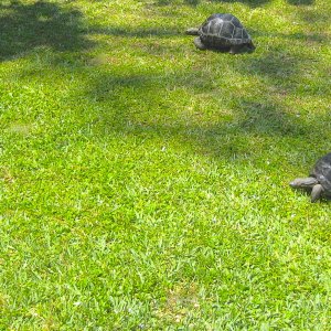 ALDABRA BREEDER