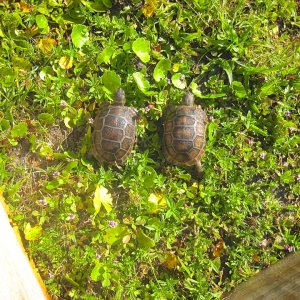 ALDABRA BREEDER