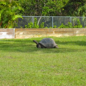 ALDABRA BREEDER