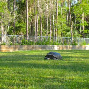 ALDABRA BREEDER