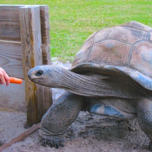 ALDABRA BREEDER
