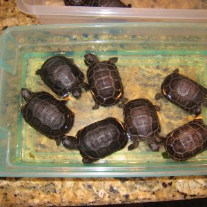 ALDABRA BREEDER