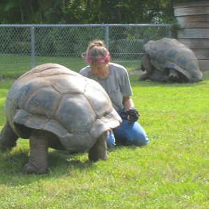 ALDABRA BREEDER