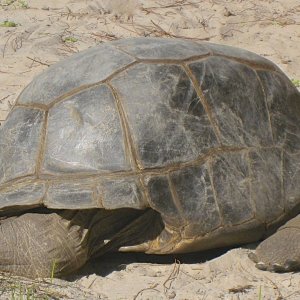 ALDABRA BREEDER