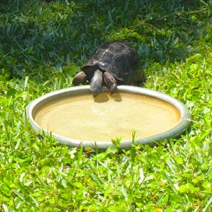 ALDABRA BREEDER